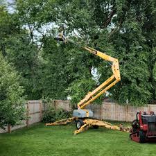 Best Lawn Disease Treatment  in Florence Graham, CA