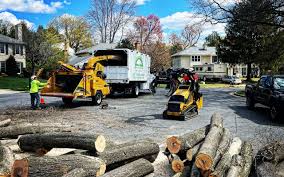 Trusted Florence Graham, CA Tree Care Experts