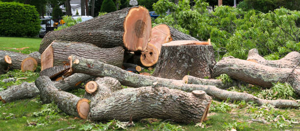 How Our Tree Care Process Works  in  Florence Graham, CA