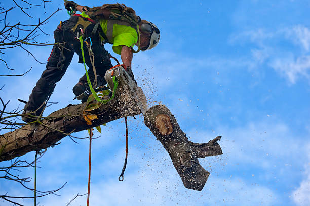 Best Palm Tree Trimming  in Florence Graham, CA