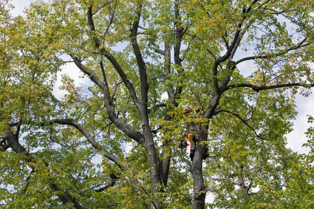 Best Tree Disease Treatment  in Florence Graham, CA